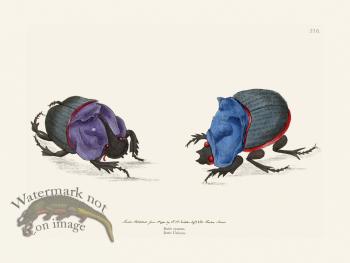 316 Cyanean Beetle Unicorn